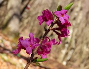 42 Daphne mezereum - Mezereo